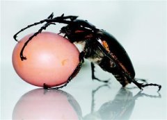 四川青城山发现最大活甲虫 个头与鸭蛋相当